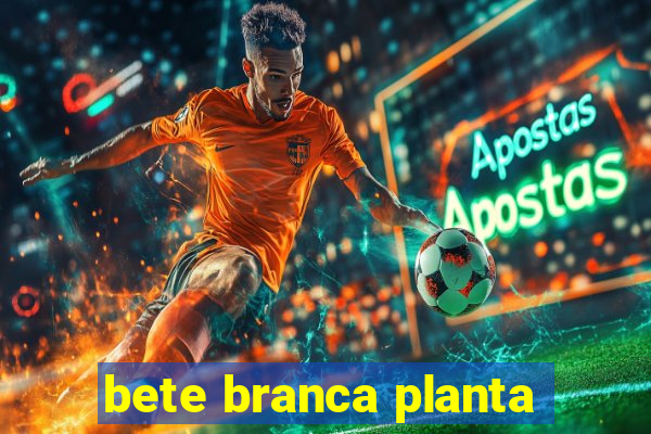 bete branca planta