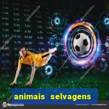 animais selvagens fotos e nomes